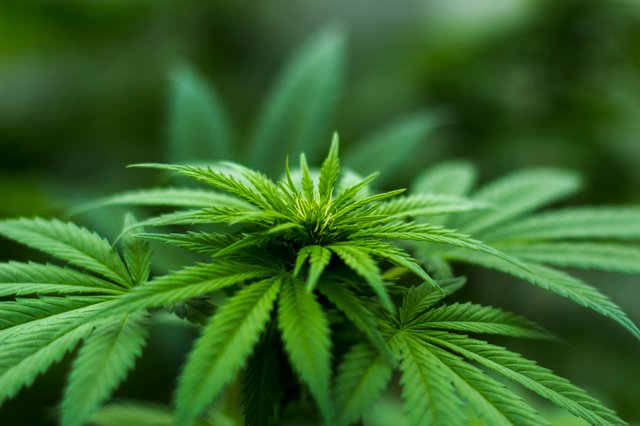 Hvad er CBD olie?